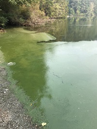 Algae Bloom on Lone Lake